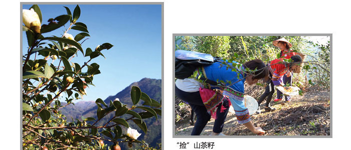 茶氏家族-古樹山茶麩洗發(fā)乳 茶氏家族-古樹山茶麩洗發(fā)乳