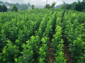 ������_(k��i)������(d��n)�Įa(ch��n)ƷЧ����ô�k��